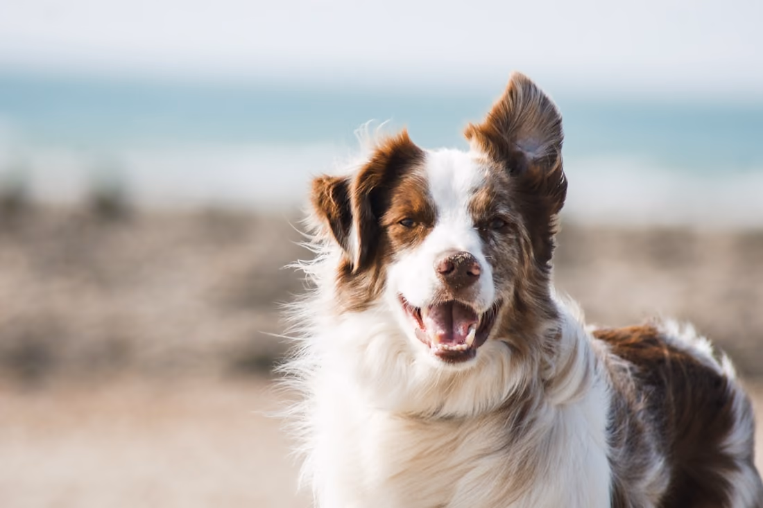 Border collie castanho e branco de boca aberta, com o mar desfocado atrás