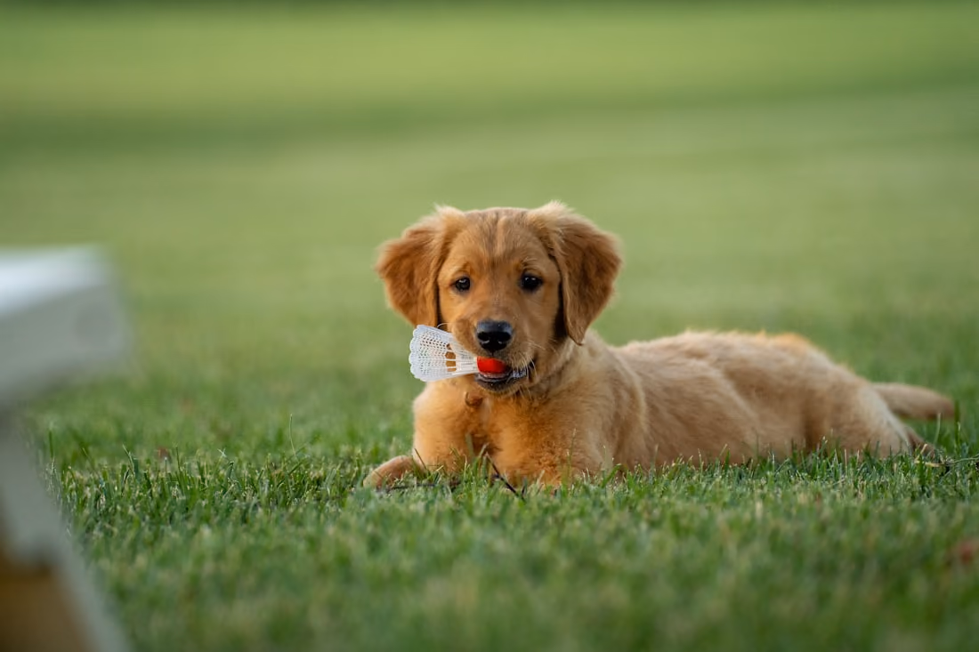 Cachorro golden retriever deitado na relva com uma bola na boca