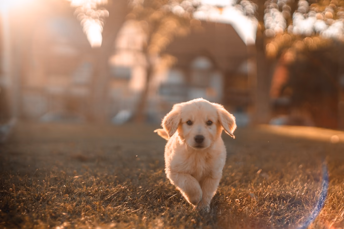 Cachorro a correr num relvado ao fim da tarde, com uma casa desfocada ao fundo