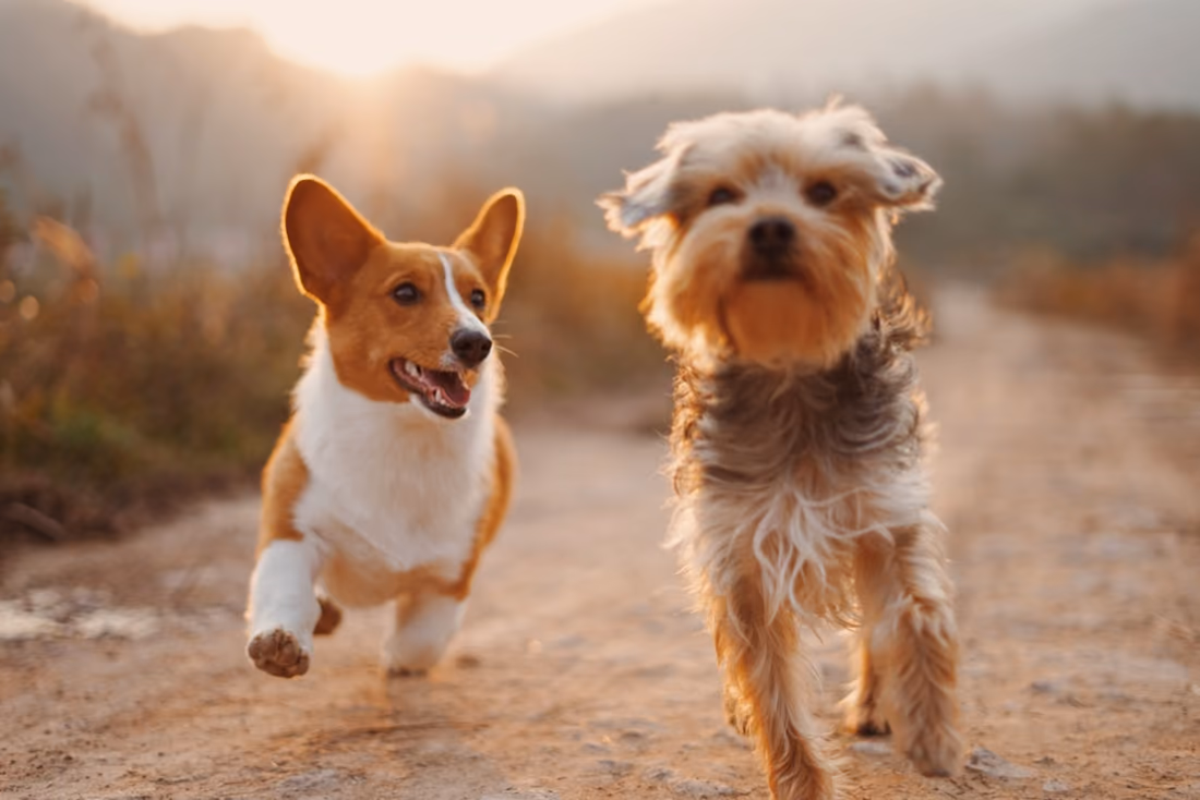 Um corgi e um yorkshire terrier a correr lado a lado por um caminho de terra