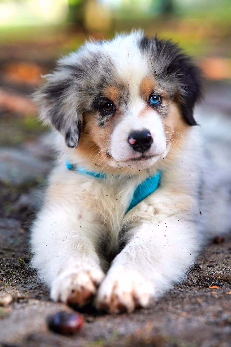 Cachorro pastor-australiano de olhos azuis, deitado com uma coleira turquesa